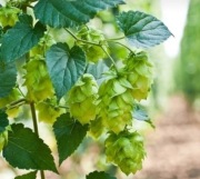 CHMIEL ZWYCZAJNY PNĄCZE - SADZONKA - JAK SZPARAG - SZYBKO ROŚNIE