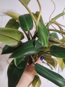 Philodendron Emerald Ice - REGRES