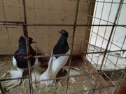 Gołębie Murzyny...