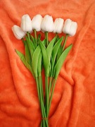 Nowy silikonowo piankowy tulipan biało kremowe 