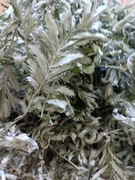 Pięciornik gęsi 50g 