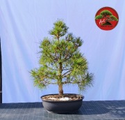 Sosna pospolita Pinus sylvetris VIRIDIS 55cm formowana na wzór bonsai