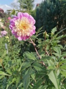 Dalia, piwonia, irys, pstrolistki, floks pachnący Zestaw sadzonek ze zdjęć 