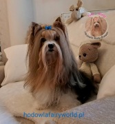 Biewer Terrier piesek