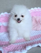 Szpic miniaturowy piesek i suczka