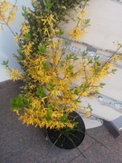 Sadzonka forsycji i tawuła od 10 zl