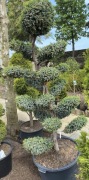 Jałowiec formowany Blue Alps bonsai nr 14