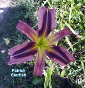 Liliowiec Patrick Starfish