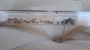 mrówki, messor barbarus 10-20robotnic