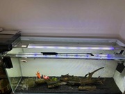 Zestaw Akwarium Mitoja 120x40x50cm 8mm 240L