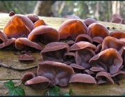 grzyby mun (uszak bzowy) 100 gr