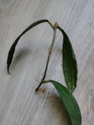 Hoya sp Mae Nam sadzonka