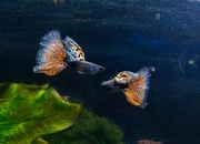 Piękne czerwone Gupiki Metal Red Nebula dorosła para