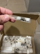 Messor Barbarus samotna królowa