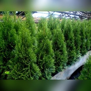 Tuja Szmaragd,Thuja Smaragd,Szmaragdowe w doniczka