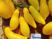 BANANU nasiona Pomidor Kolekcjonerski