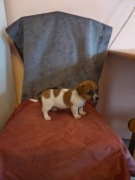 Jack Russell Terrier piesek 