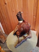 Bażant wypchany, spreparowany