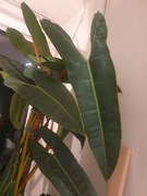 Wielki Philodendron billietiae