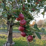 Jabłka suszone ekologiczne za starych jabloni