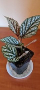 Begonia koralowa+ gratis zielistka 