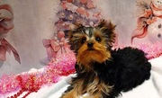 York szczenięta po Championach z rodowodem hodowla Yorkshire Terrier 30lat