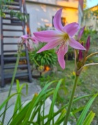 Krynka, Krynia różowa Crinum powellii rosea donice z masą cebul