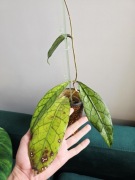 Hoya clemensiorum Borneo, duży okaz 