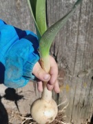 Czosnek słoniowy 20 sadzonek sloniowy gigant 