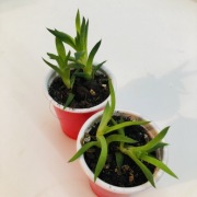 Piękna mała haworthia