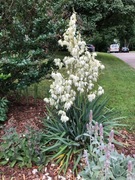 Juka jukka karolińska - sadzonka w doniczce