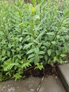 Ligustr zielony cały rok na sztuki piękny rozkrzewiony 