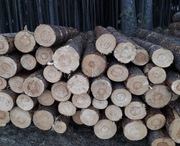 Drewno papierówka S2b