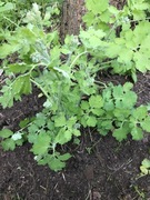 Glistnik Jaskółcze ziele - 10szt. x 5,00 zł. minimalny zakup 10szt.