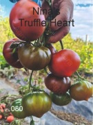 080-Nina's Truffle Heart. Pomidory kolekcjonerskie.