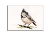 Akwarela autorska sikorka czubatka ptaki +rama