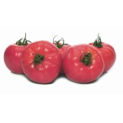 Pomidor Fuchsia F1 - Nasiona Holenderskie