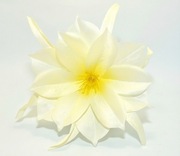 Ekskluzywna Główka Dalii–Waniliowa Biel– Premium DIY