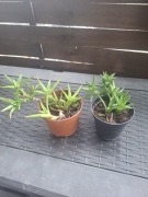 Aloes squarossa 