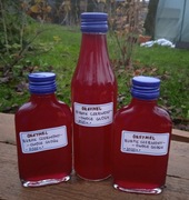 OKSYMEL BURAK CZERWONY - OWOCE GŁOGU  (250 ml) - W NASZEJ SPIŻARNI