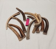 Poroże naturalny Gryzak  dla psa  zabawka 17-20cm 