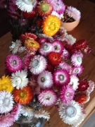 Suszone bukiety kocanki 