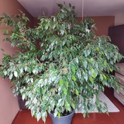 FICUS BENJAMINA - WYSOKOŚĆ ok. 2,20 metra