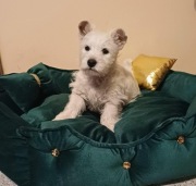 West Highland White Terrier