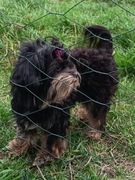 Mądra i piękna maltipoo malutka dziewczynka phantom z metryczką