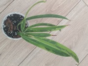 Fikus Amstel green gold 