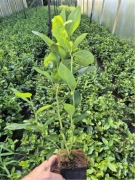 Borówka Amerykańska Patriot Wysyłka od 50 szt Gratis