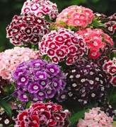 Goździk brodaty-mix kolor 