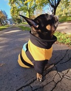 Ubranie/Bluza/Sweter pszczoła dla psa