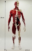 Model anatomiczny - układ mięśniowy 